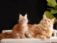 мальчик породы Мейн-кун, фотография 6