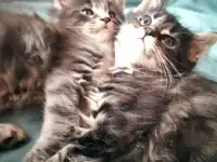 Продаются котята, фотография 11