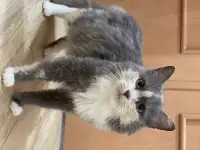 Трехцветная кошечка Луна ищет дом и любящую семью