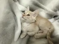 Продаются котята Мейн-Кун, фотография 4