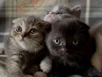 З, фотография 2