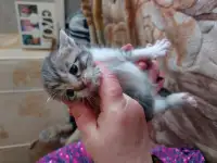 Котята в дар, фотография 2