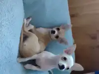 Щенки чихуахуа, фотография 3