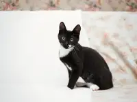Черно-белый котенок Эльф ищет дом!, фотография 10