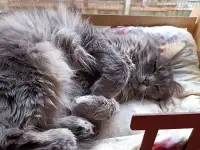 Эффектный котище Серый, кастрирован, фотография 8