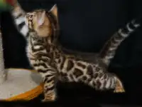 Бенгальские котята питомник родословные, фотография 2