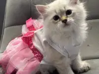 Котята Невские Маскарадные