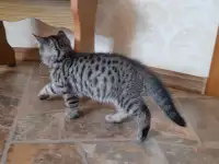 Котята шотландской короткошерстной, фотография 2