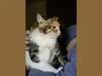 Трехцветная кошечка Злата в дар, фотография 4