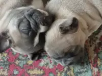 Щенки Французский бульдог, фотография 3