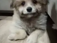 Щенки
