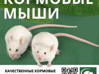 Кормовые крысы, кормовые мыши, фотография 2