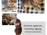 Продам шотландских  котят, фотография 3