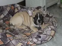 Французский бульдог девочка