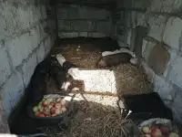 Продам вьетнамских поросят, фотография 2