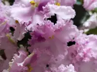 Фиалки(детки), фотография 2