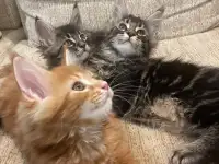 Котята породы Мейн-кун, фотография 9