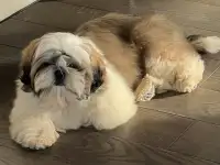 Щенок кобель ши тцу, фотография 2