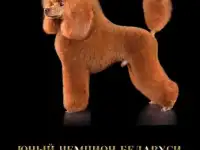 Шикарный, максимально титулованный и здоровый кобель, вязка