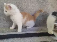 Котята, фотография 5