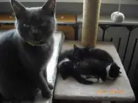котята- метисы, фотография 4