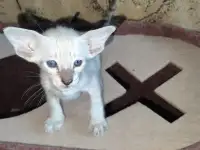 Ориентальные котята, фотография 5