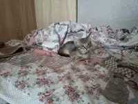 Отдам котёнка даром, фотография 3