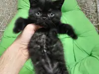 Котята британцы, фотография 4