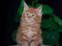 мальчик породы Мейн-кун, фотография 6
