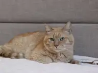 Чудесный рыжий котик Симбочка ищет дом и семью!, фотография 5