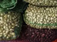 Продам лук севок собственного производства.