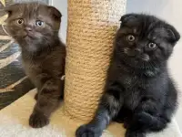 Красивые шотландские котята, фотография 4