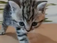 Британские котята, фотография 7