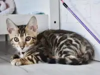 Бенгальский котенок девочка бейби фейс, фотография 10