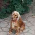 Щенки английского кокер-спаниеля, фотография 2