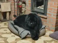 Ньюфаундленда щенки, фотография 5