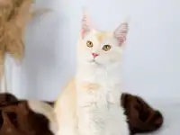 Котята Мэйн-куна, фотография 3