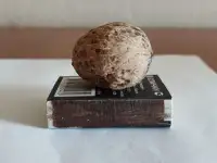 Орех грецкий, фотография 9