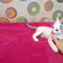 Котёнок ищет дом, фотография 3