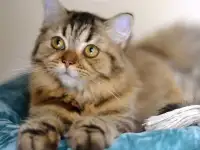 Шотландский котенок, фотография 4