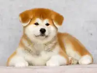 Щенки акита ину. Любимые Хатико