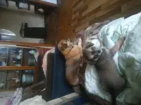 Щенки, фотография 2