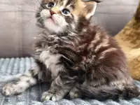Котята Мейн-кун девочки, фотография 2