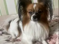 Щенки Папильон., фотография 4