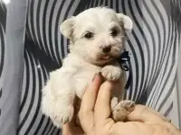 Мальтийской болонки щенки, фотография 2