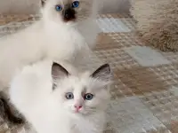 Продам девочку Рэгдолл, фотография 5