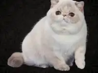 котёнок экзот, фотография 3