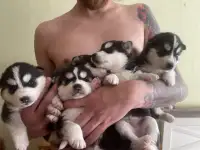 Щенки Хаски, фотография 7