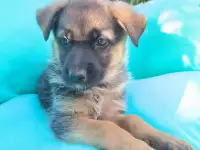 Щенок овчарки