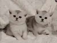 Шотландские котята., фотография 2